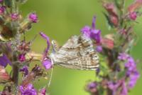 Cacyreus marshalli