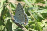 Polyommatus icarus