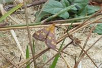 Pyrausta purpuralis