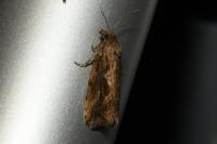 Endothenia quadrimaculana