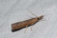 Pediasia contaminella