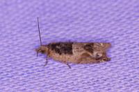 Crocidosema plebejana