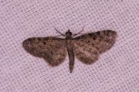 Eupithecia virgaureata