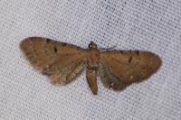 Eupithecia