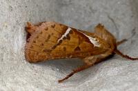 Triodia sylvina