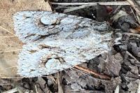 Meganephria bimaculosa