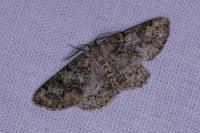 Cleorodes lichenaria