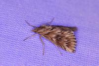 Cynaeda dentalis