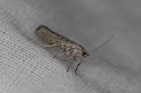 Yponomeuta sedella