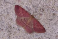 Scopula rubiginata