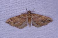 Pelurga comitata