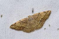 Stegania trimaculata
