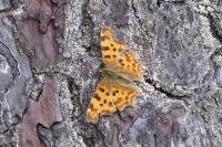 Polygonia c-album