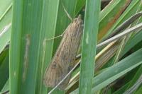 Nomophila noctuella