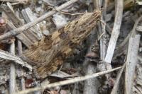 Nomophila noctuella