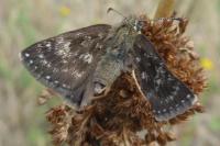 Erynnis tages