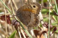 Arethusana arethusa