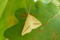Aspitates gilvaria