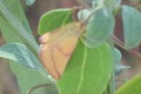 Lythria purpuraria