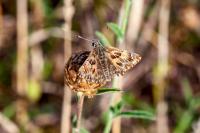 Carcharodus alceae