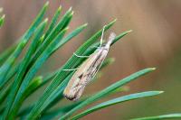Agriphila inquinatella