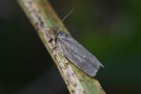 Aphelia viburnana