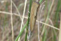 Agriphila inquinatella