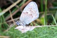 Coenonympha pamphilus