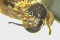 Acrobasis fallouella