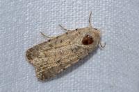 Caradrina clavipalpis