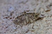 Alucita hexadactyla