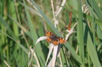 Araschnia levana