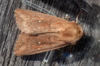 Mythimna albipuncta