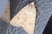 Caradrina clavipalpis