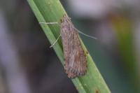 Nomophila noctuella