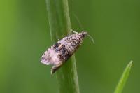 Celypha lacunana