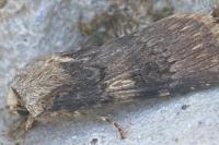 Agrotis puta