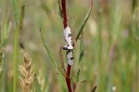 Eupithecia centaureata