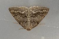 Pseudoterpna coronillaria