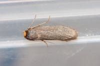Achroia grisella