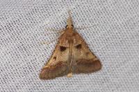 Stemmatophora brunnealis