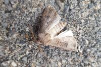 Agrotis bigramma
