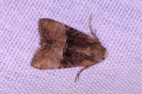 Mesoligia furuncula