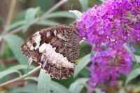 Brintesia circe