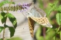 Argynnis paphia