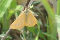 Lythria purpuraria