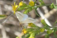 Rhodometra sacraria