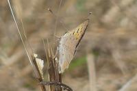 Lycaena phlaeas