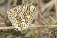 Melitaea phoebe
