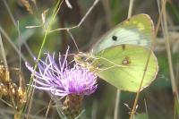 Colias crocea